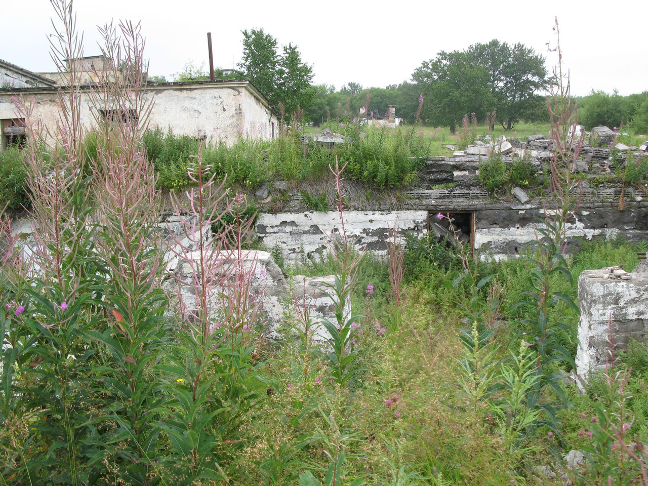 IMG-1516.jpg