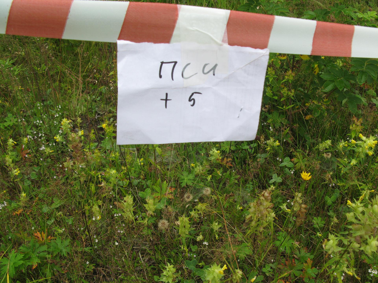 IMG-1522.jpg