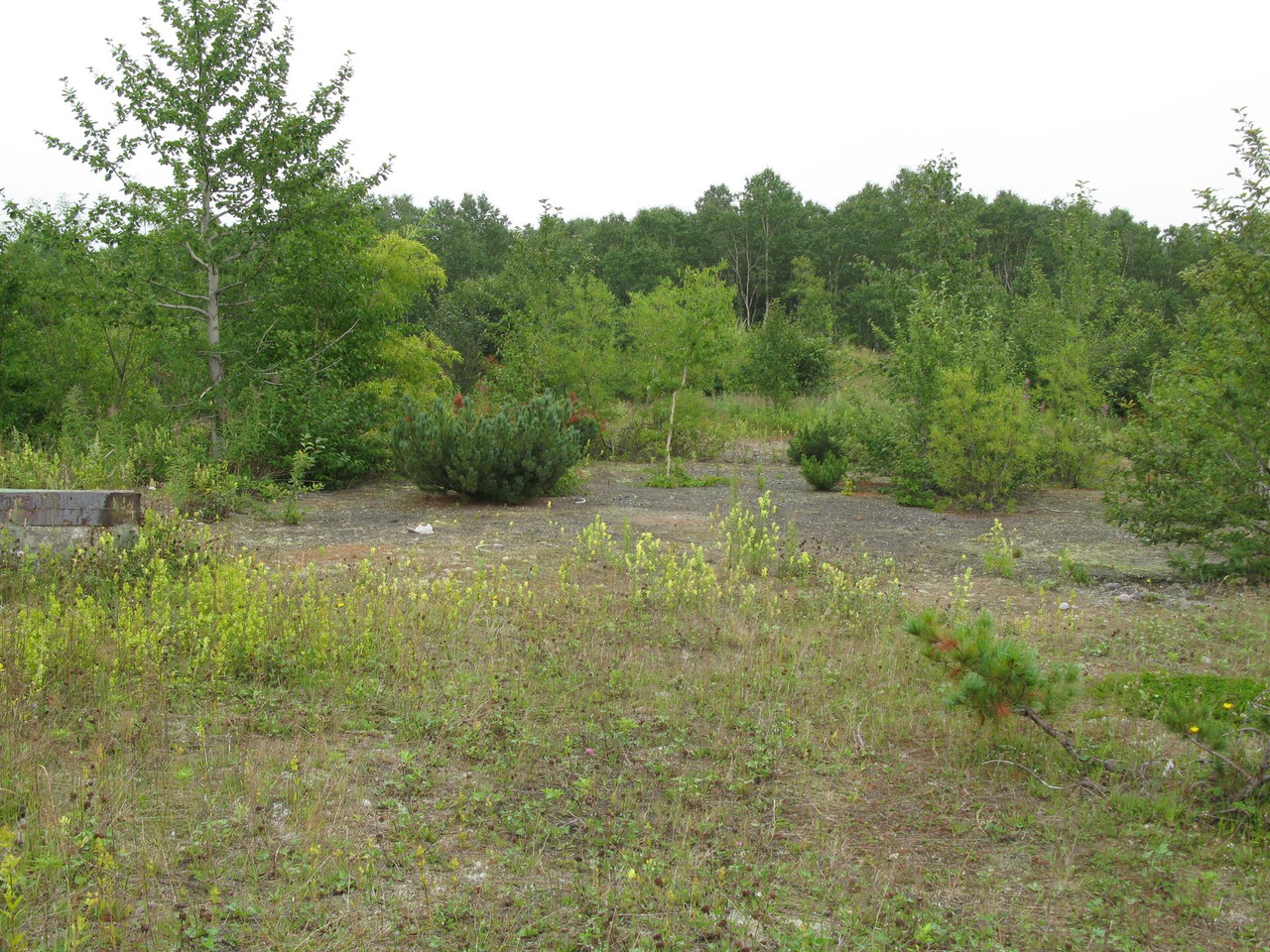 IMG-1525.jpg