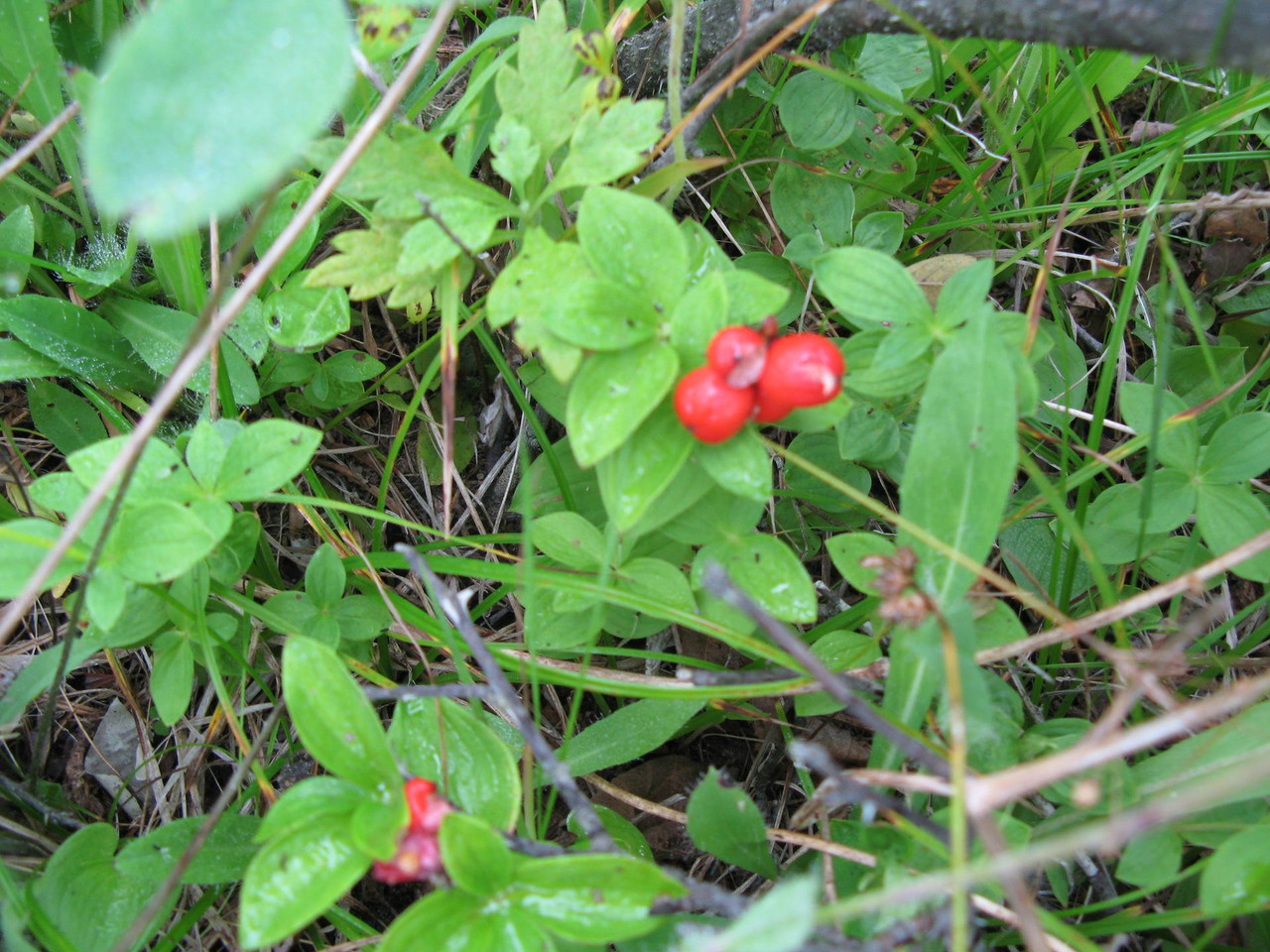 IMG-1531.jpg