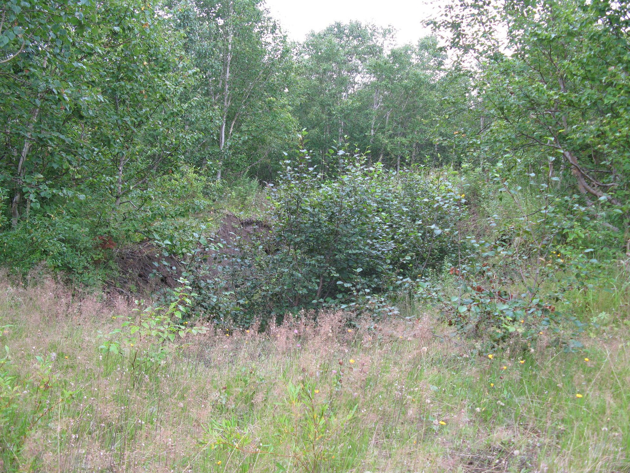 IMG-1533.jpg
