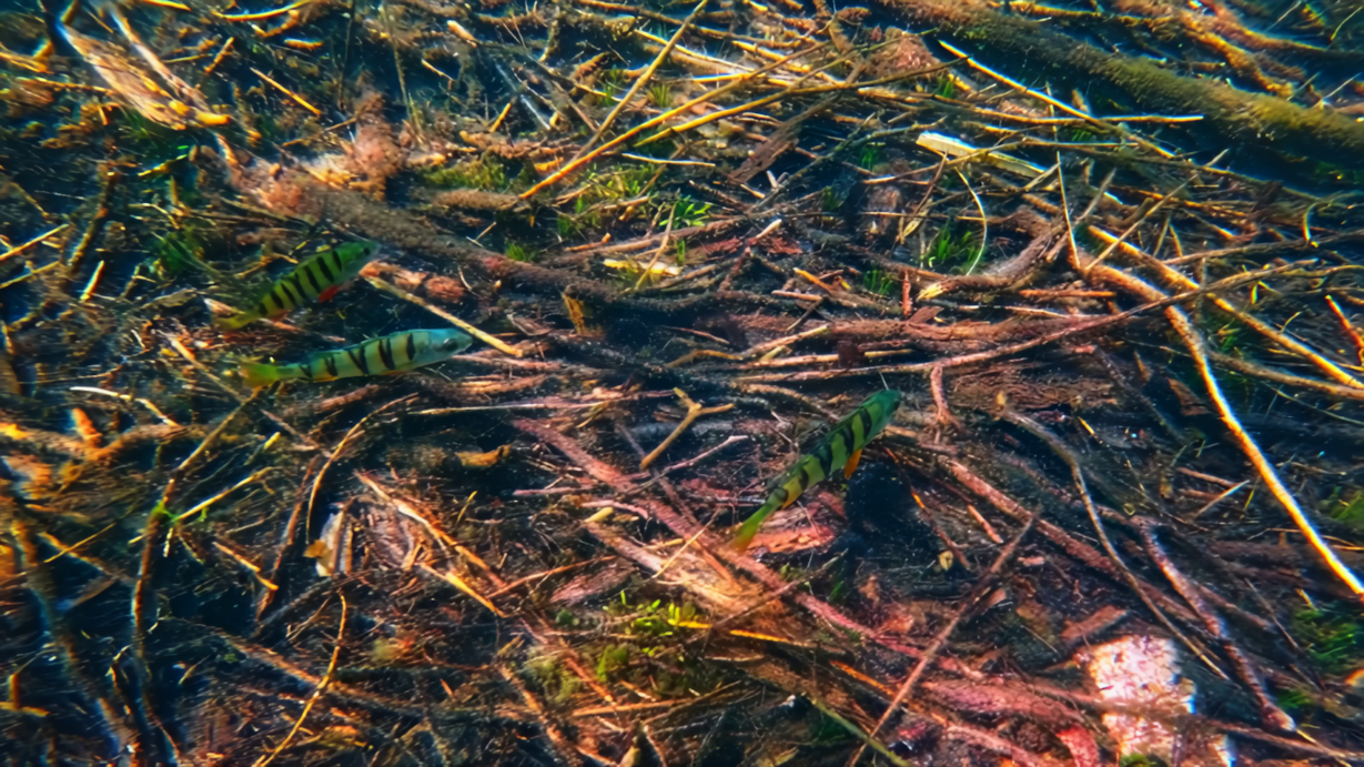 vlcsnap-2026-08-03-21h43m33s144.png