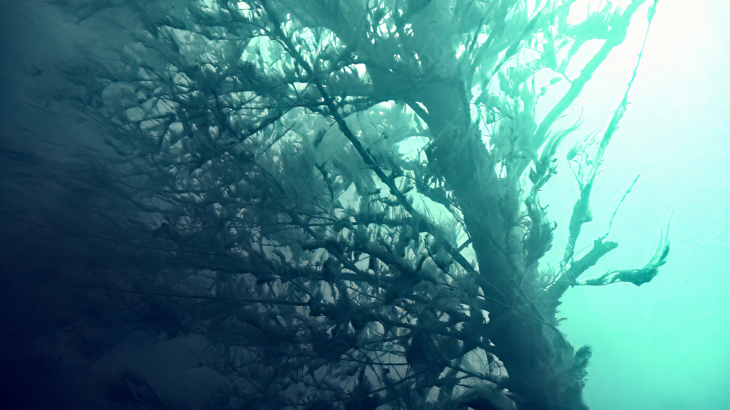vlcsnap-2026-10-16-12h48m37s178.png