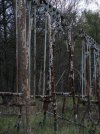 DSC00431.jpg