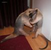 Anteater062.jpg