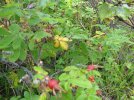 IMG-1532.jpg