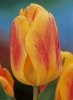Tulipa Beauty of Apel 10225.jpg