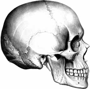 skull2_img.jpg