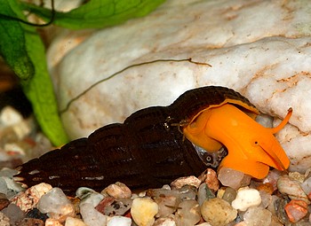 Tylomelania_sp._Orange.jpg